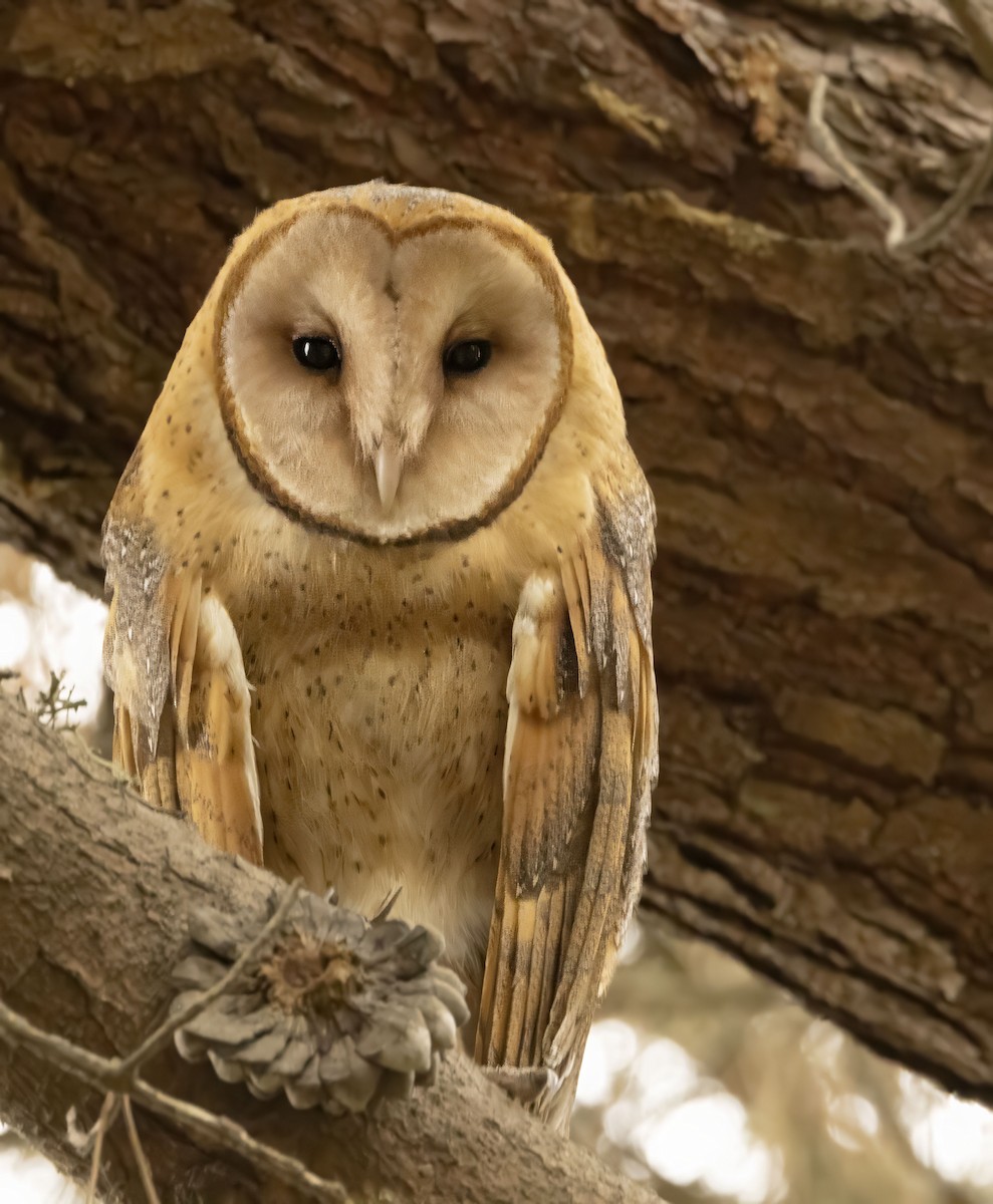 American Barn Owl - ML643353239