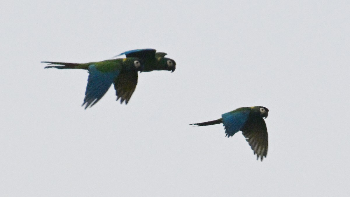 Yellow-collared Macaw - ML643353279