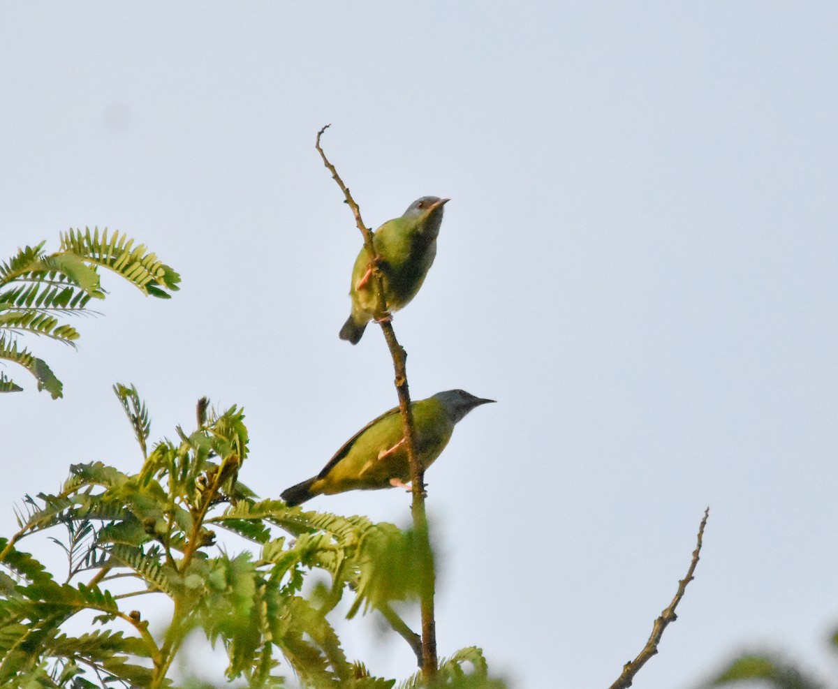 Blue Dacnis - ML643353281