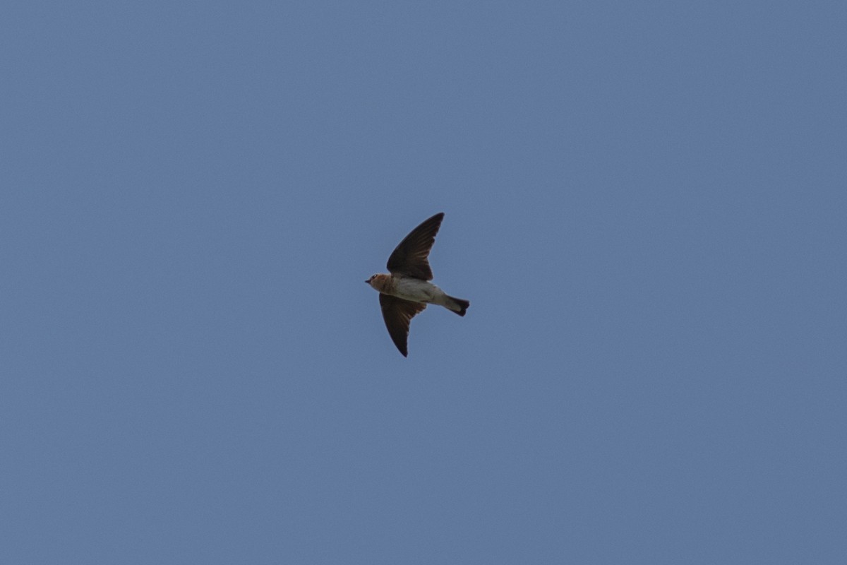 Hirondelle fardée - ML643353283