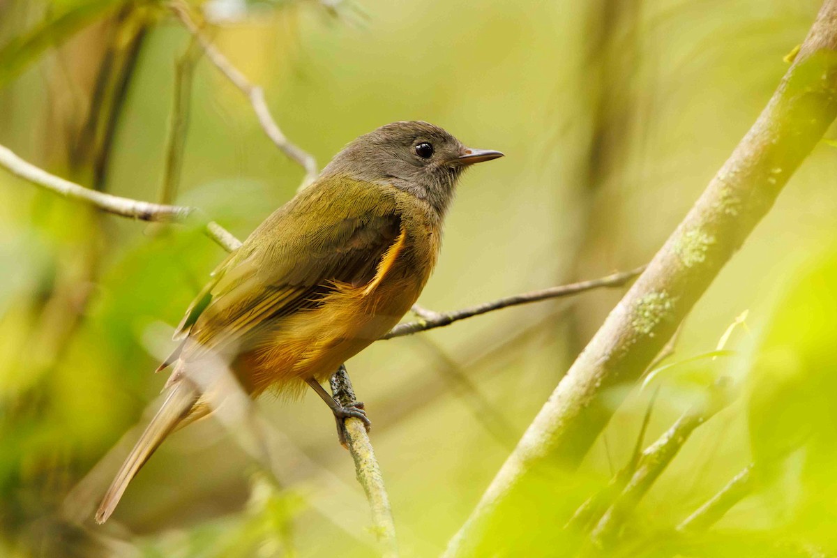 Gray-hooded Flycatcher - ML643353288