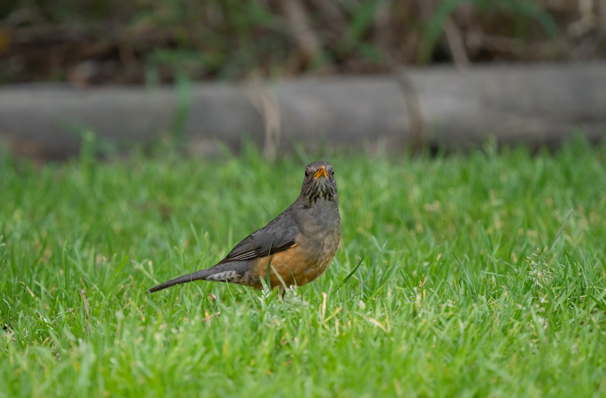 Olive Thrush - ML643353325