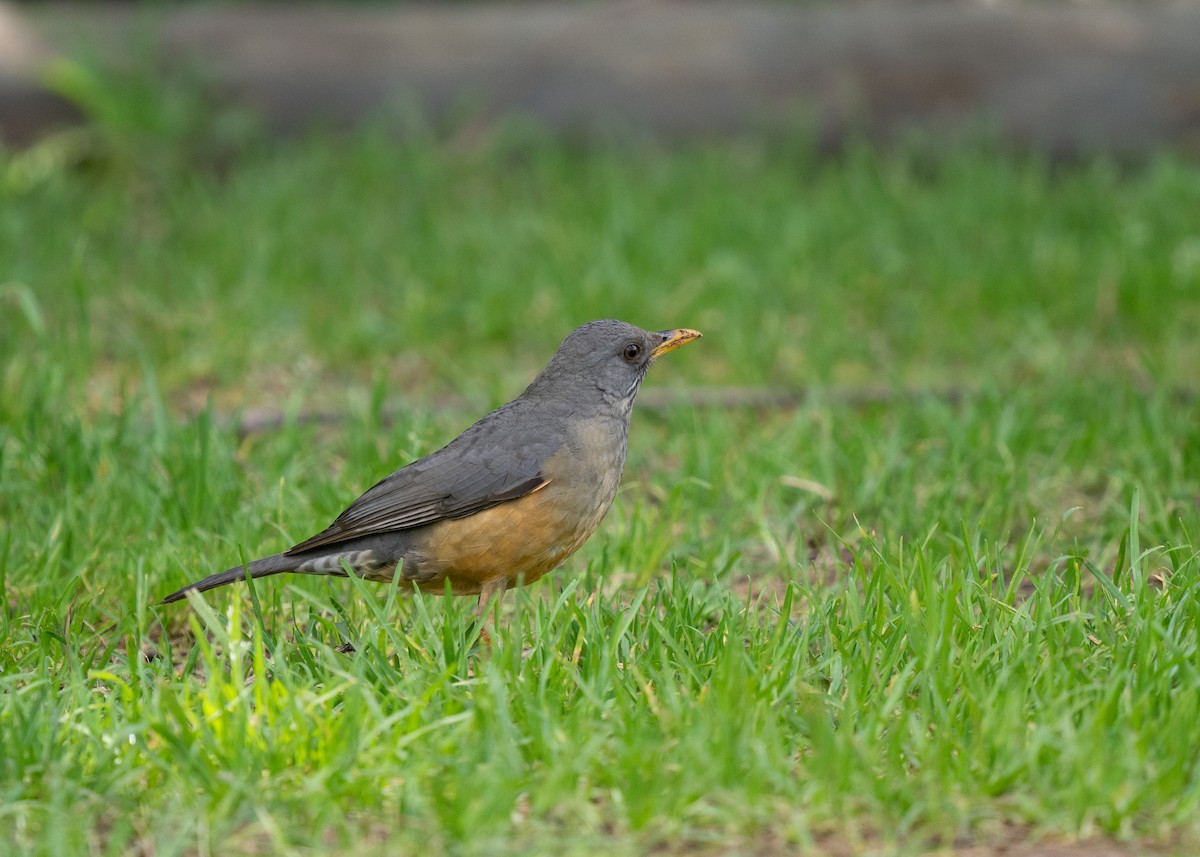 Olive Thrush - ML643353326