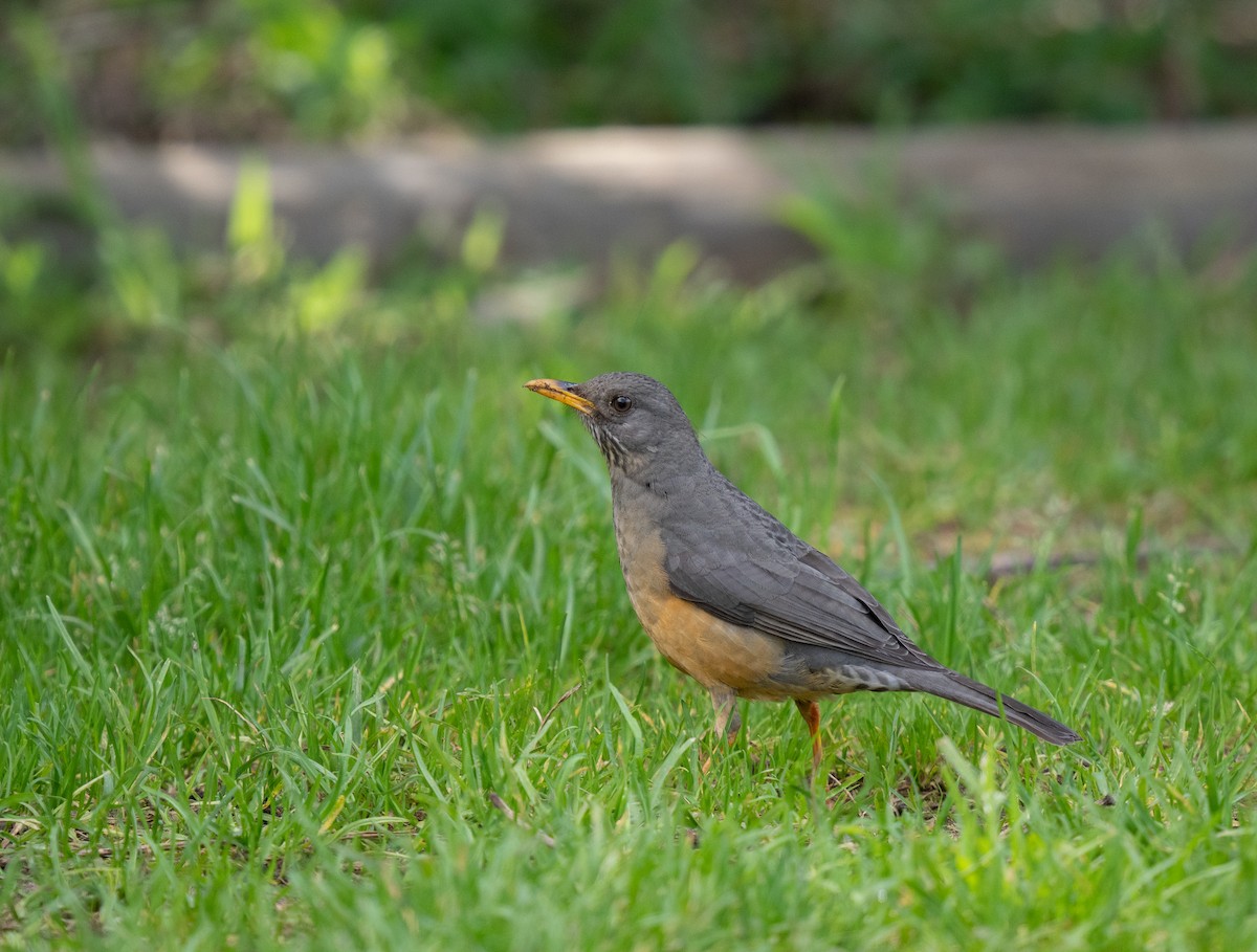 Olive Thrush - ML643353327
