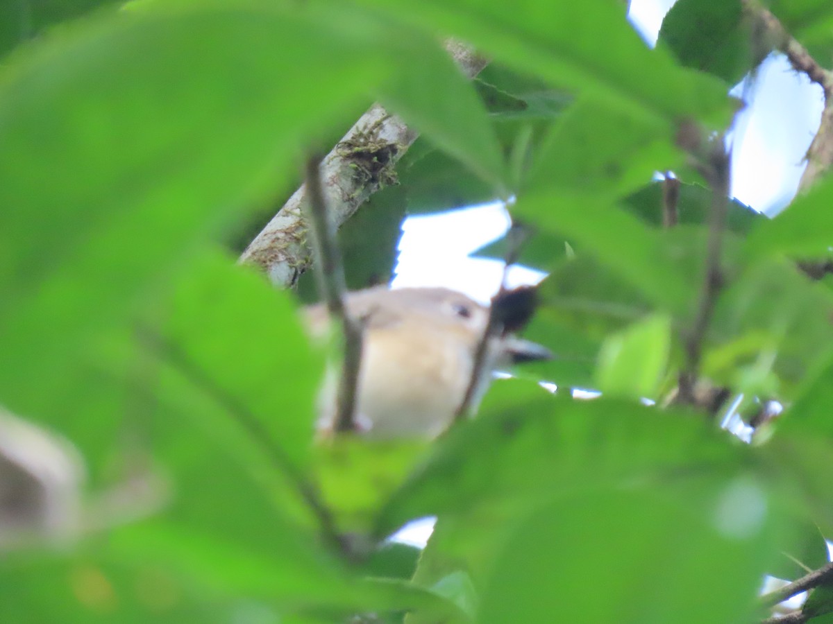 Red-tailed Vanga - ML643353332