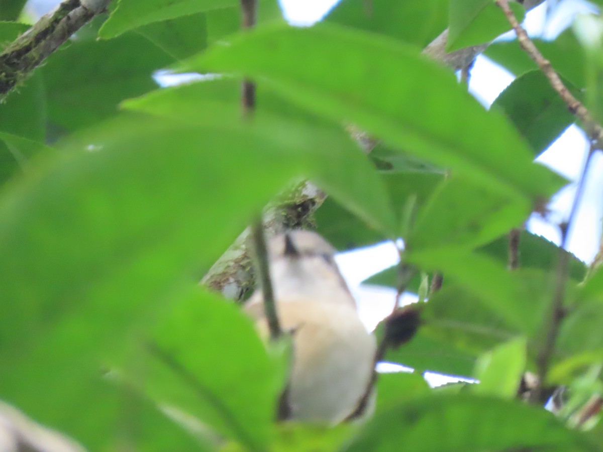 Red-tailed Vanga - ML643353333