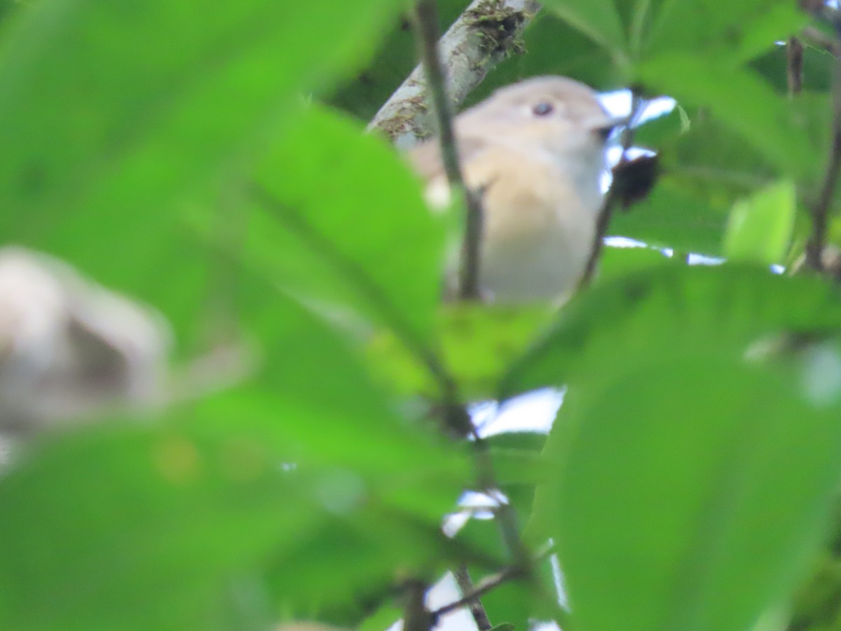 Red-tailed Vanga - ML643353334