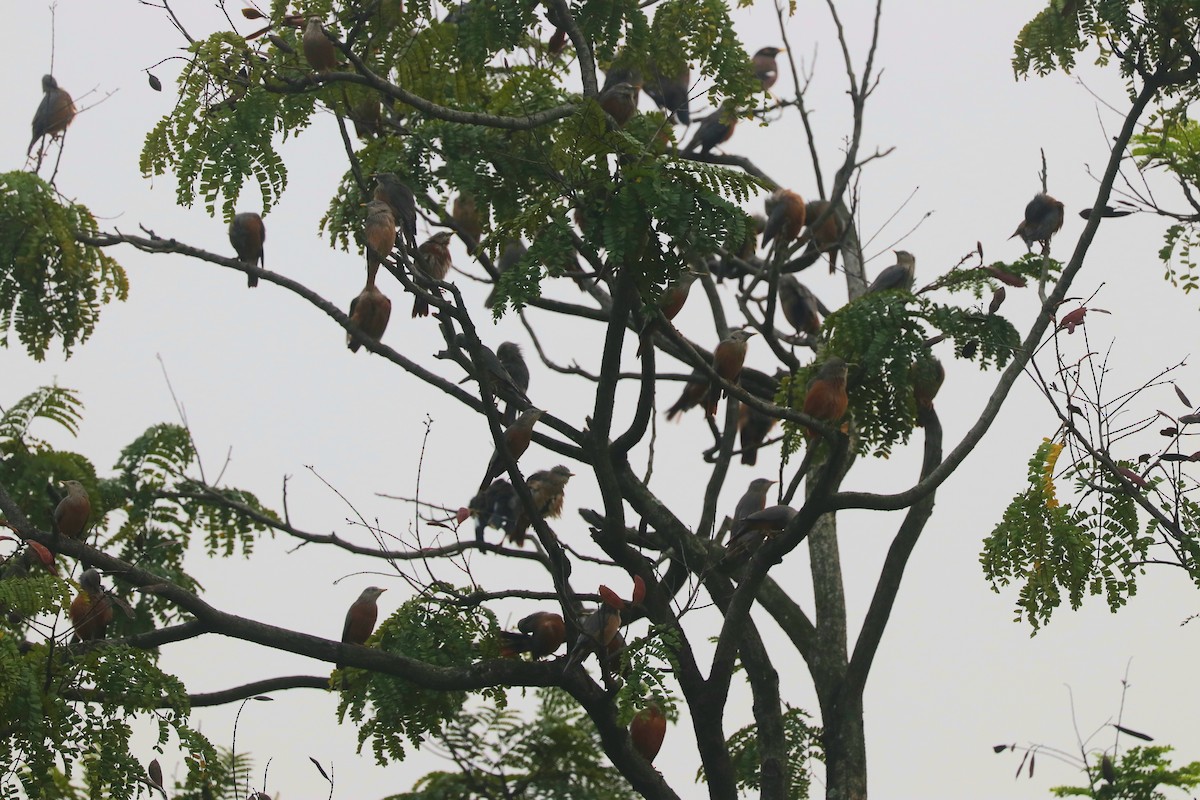 Chestnut-tailed Starling - ML643353337