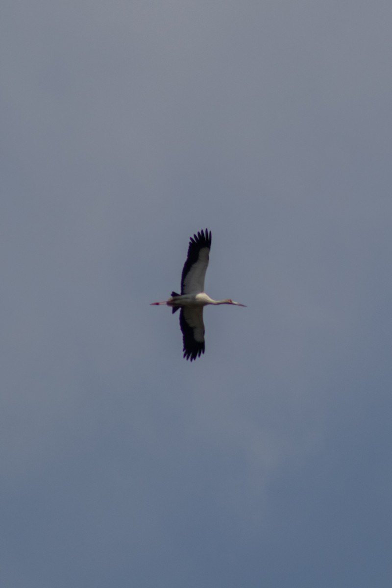 Maguari Stork - ML643353364