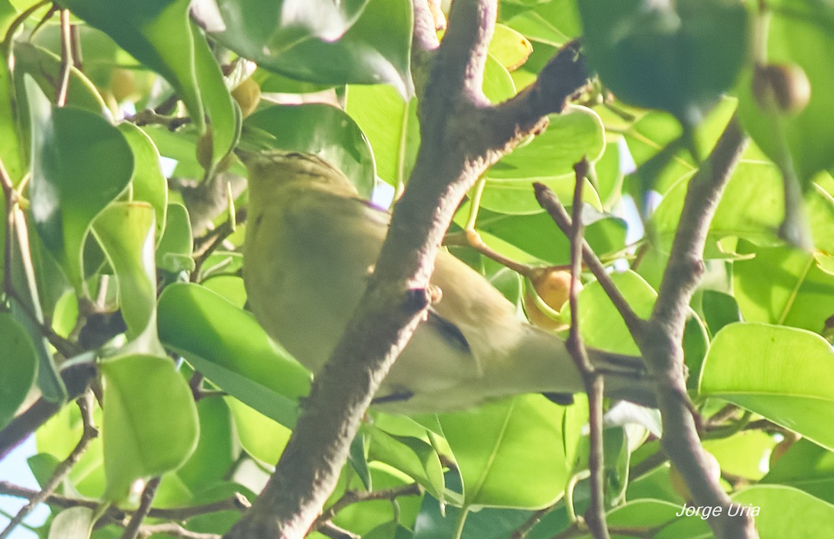 Red-eyed Vireo - ML643353386