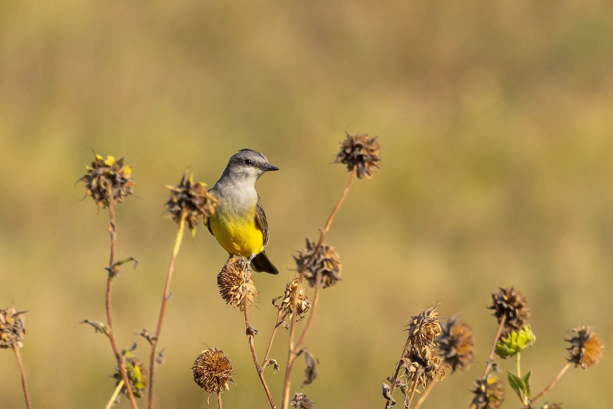 Western Kingbird - ML643353404