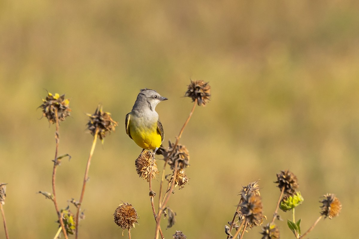 Western Kingbird - ML643353405