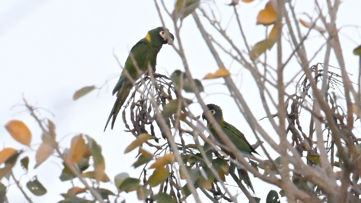 Yellow-collared Macaw - ML643353413