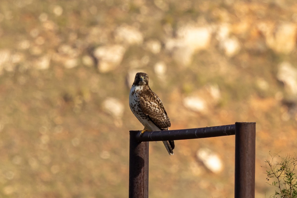 Red-tailed Hawk - ML643353445