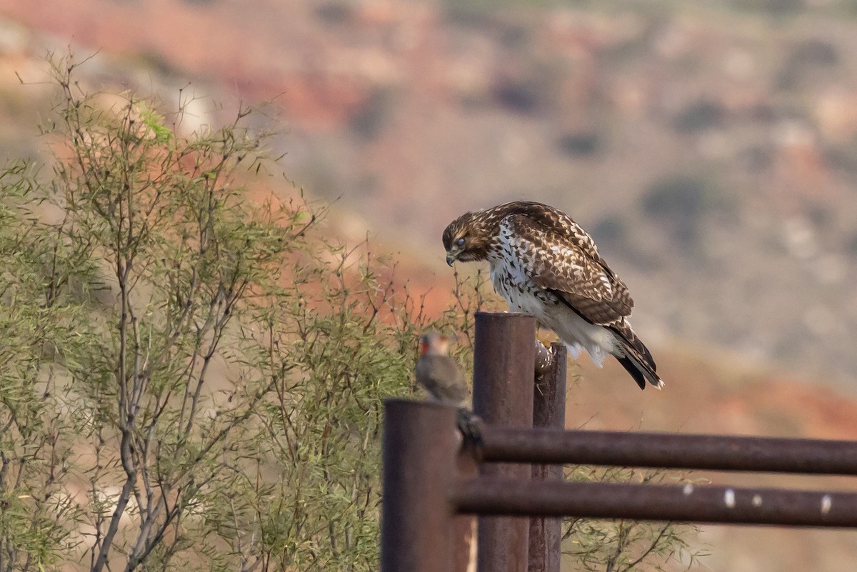 Red-tailed Hawk - ML643353446