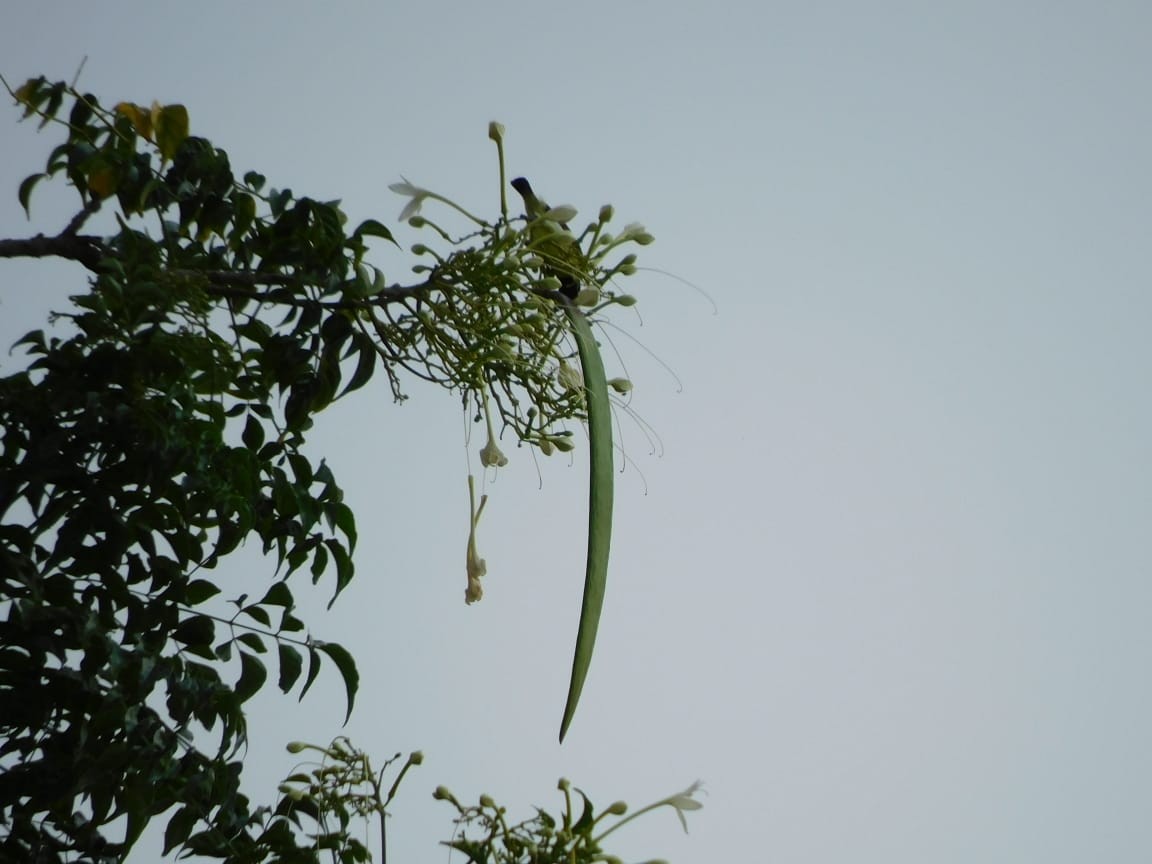 Purple-rumped Sunbird - ML643353472