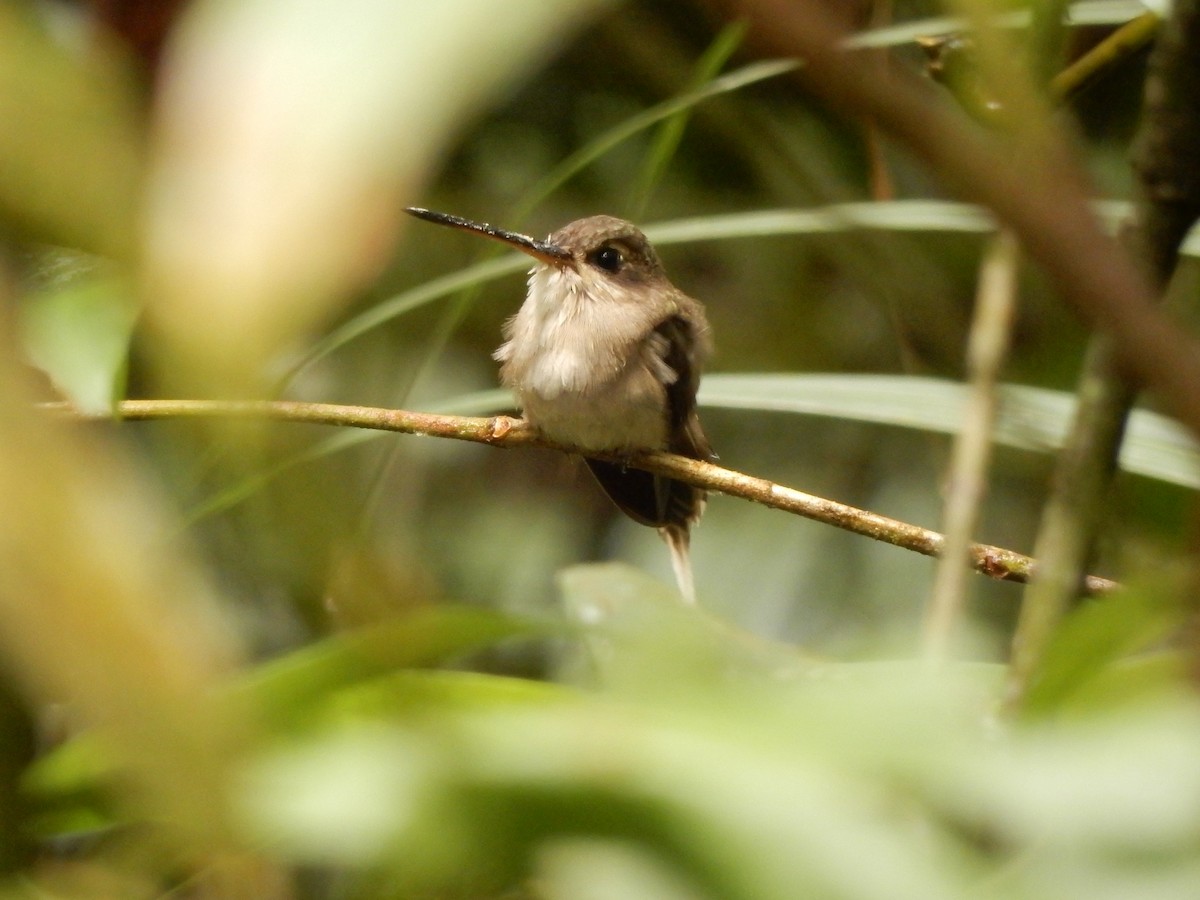 Straight-billed Hermit - ML643353480
