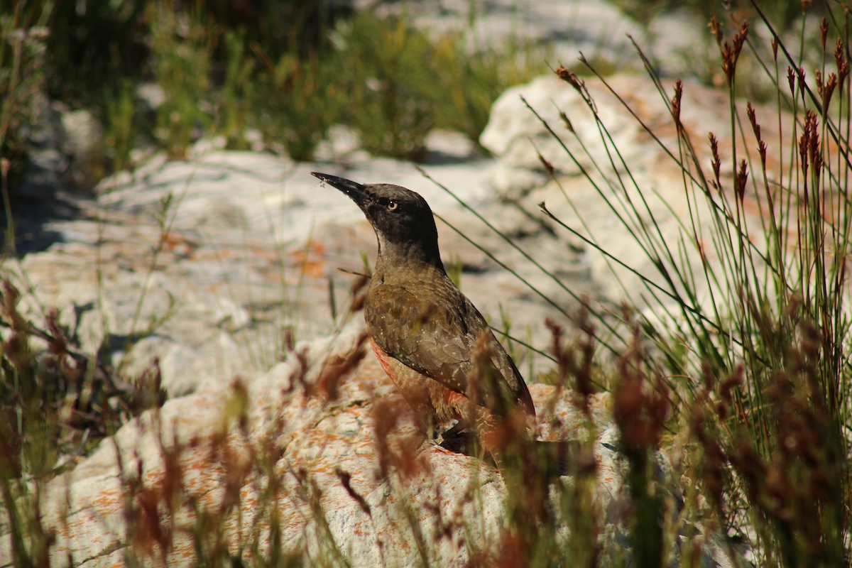 Pic laboureur - ML643353484