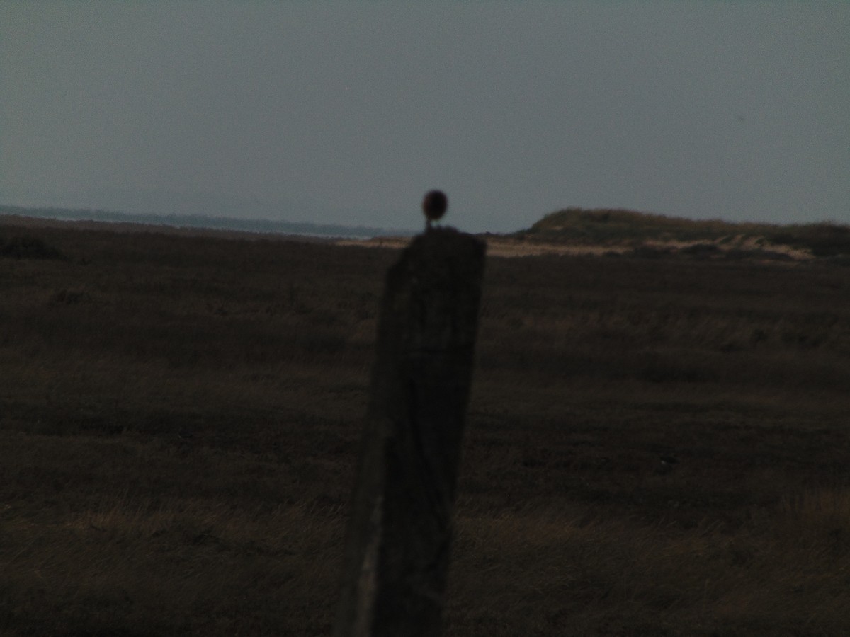 Tarier pâtre - ML643353525