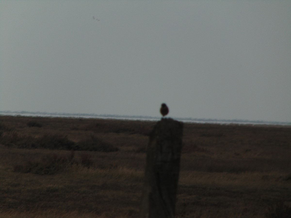 Tarier pâtre - ML643353526