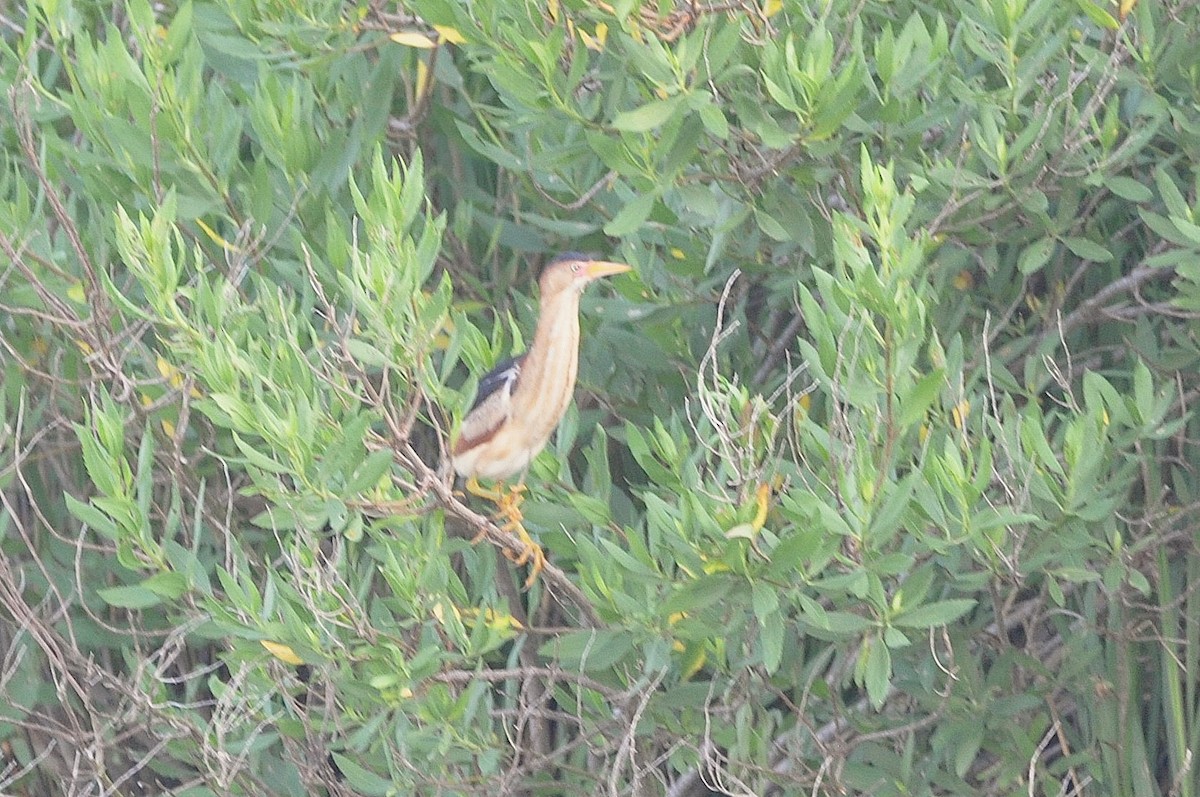 Least Bittern - ML643353541