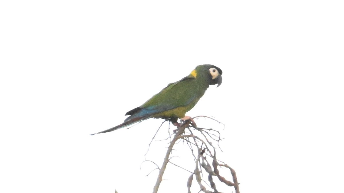Yellow-collared Macaw - ML643353548