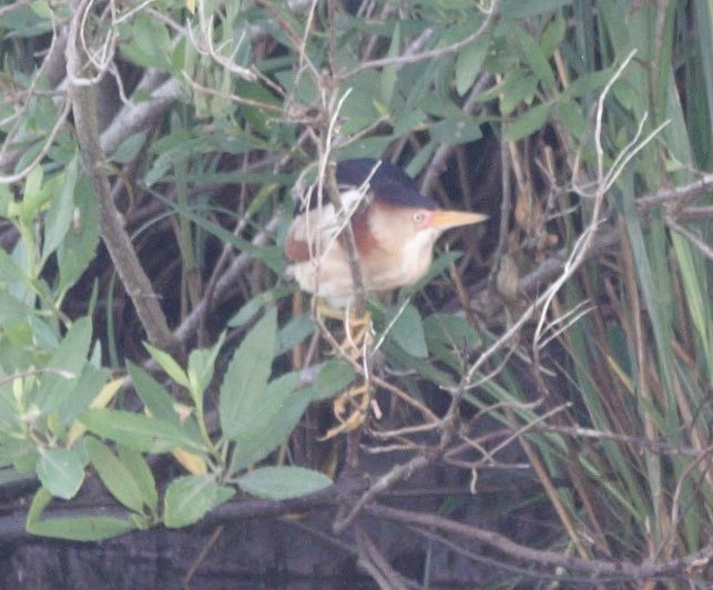 Least Bittern - ML643353556