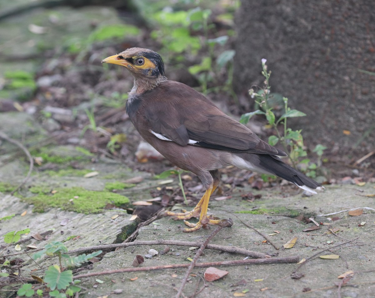 majna obecná - ML643353571