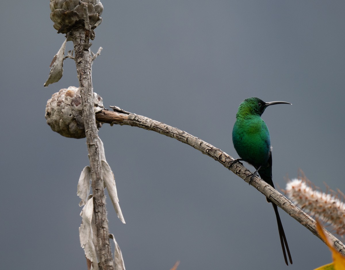 Malachite Sunbird - ML643353577