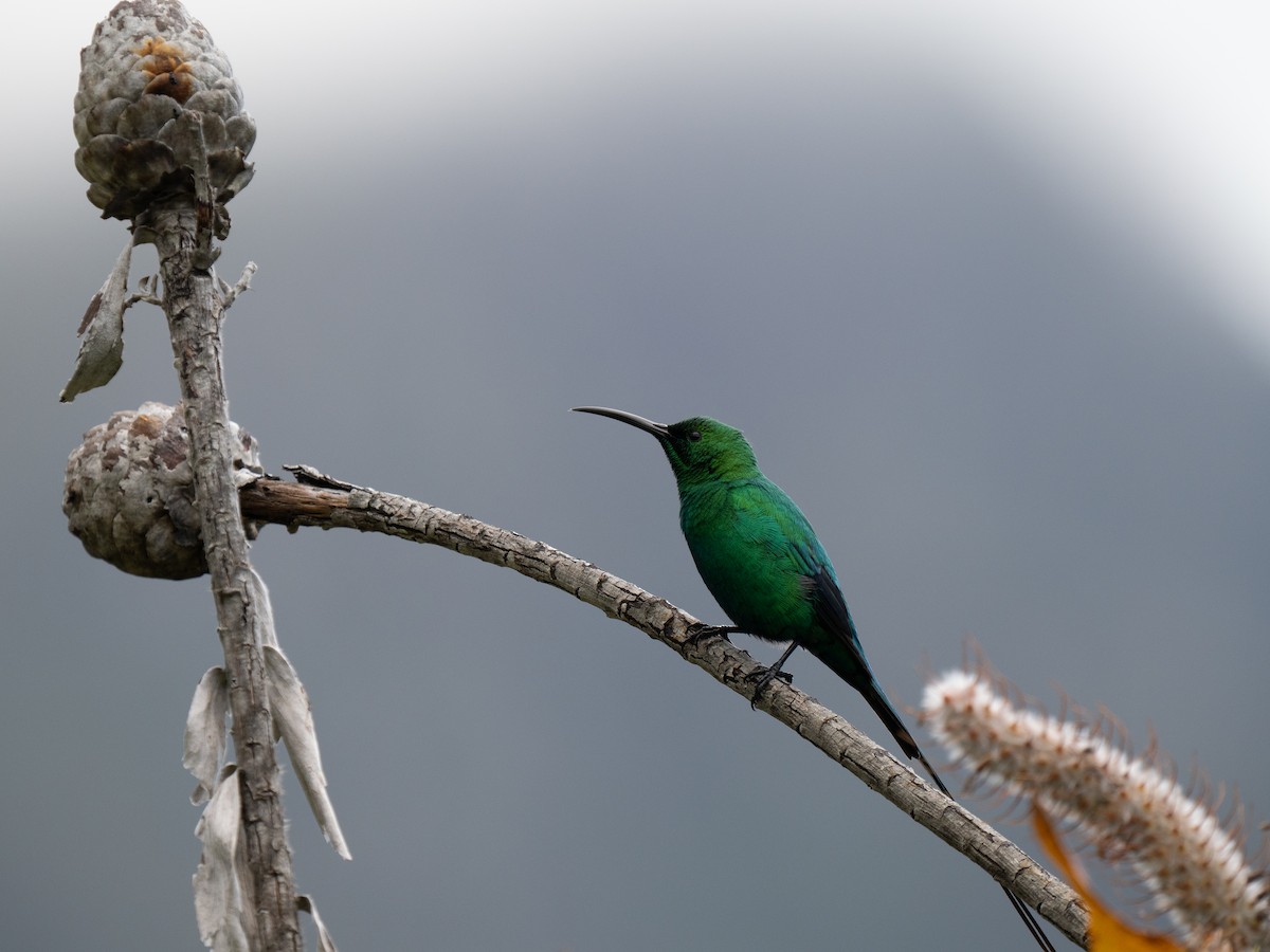 Malachite Sunbird - ML643353578