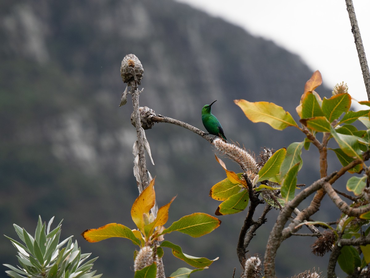 Malachite Sunbird - ML643353579
