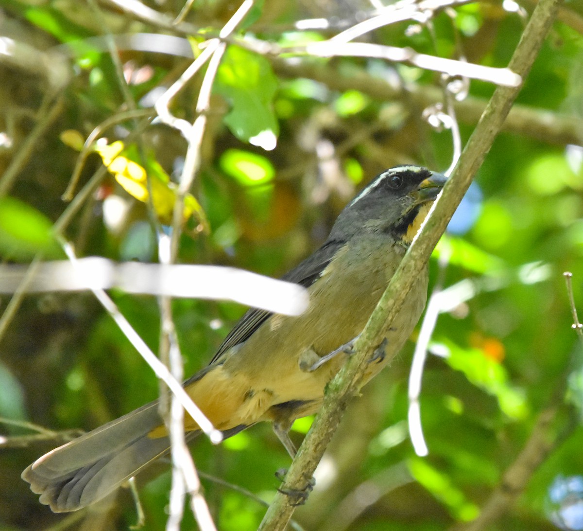 Thick-billed Saltator - ML643353584