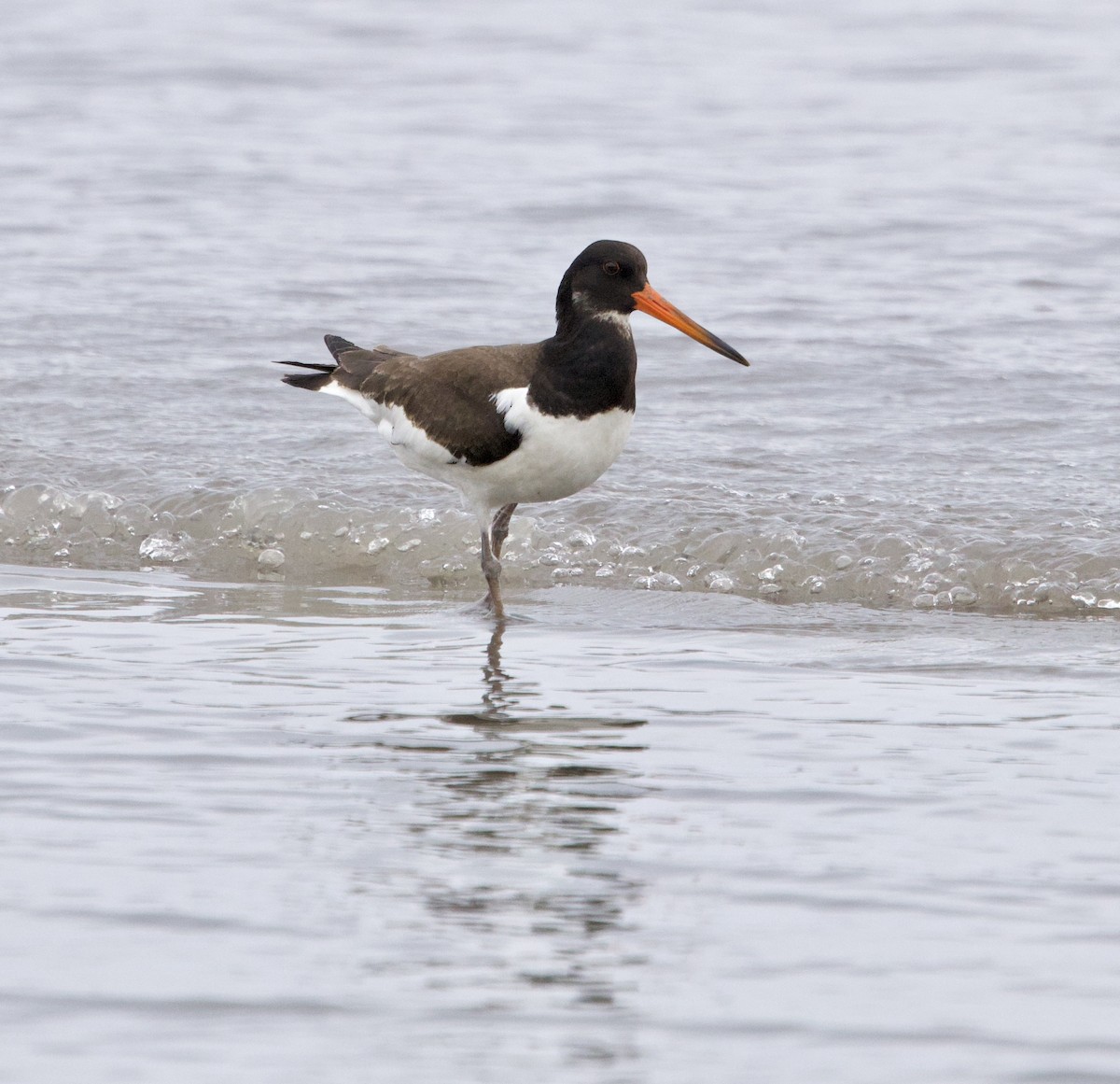 ústřičník velký - ML643353595