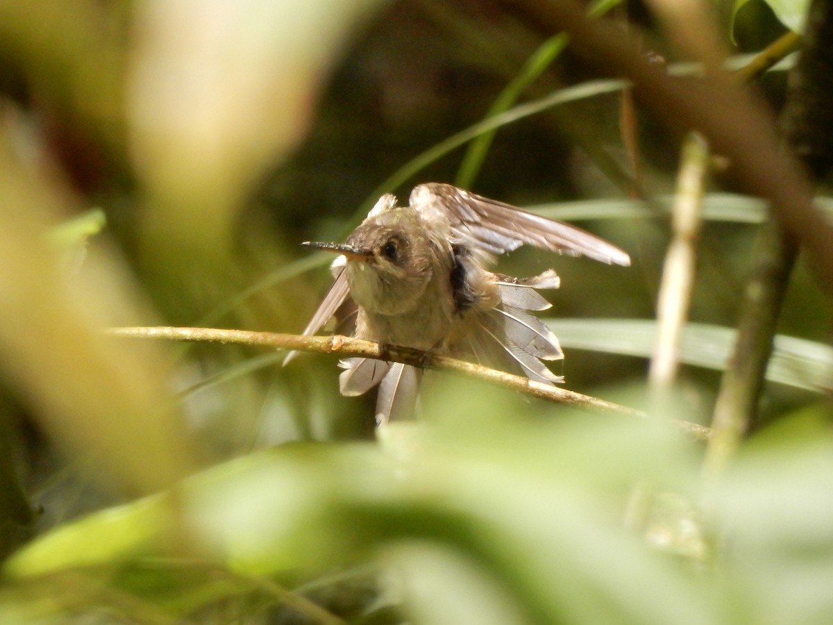 Straight-billed Hermit - ML643353616