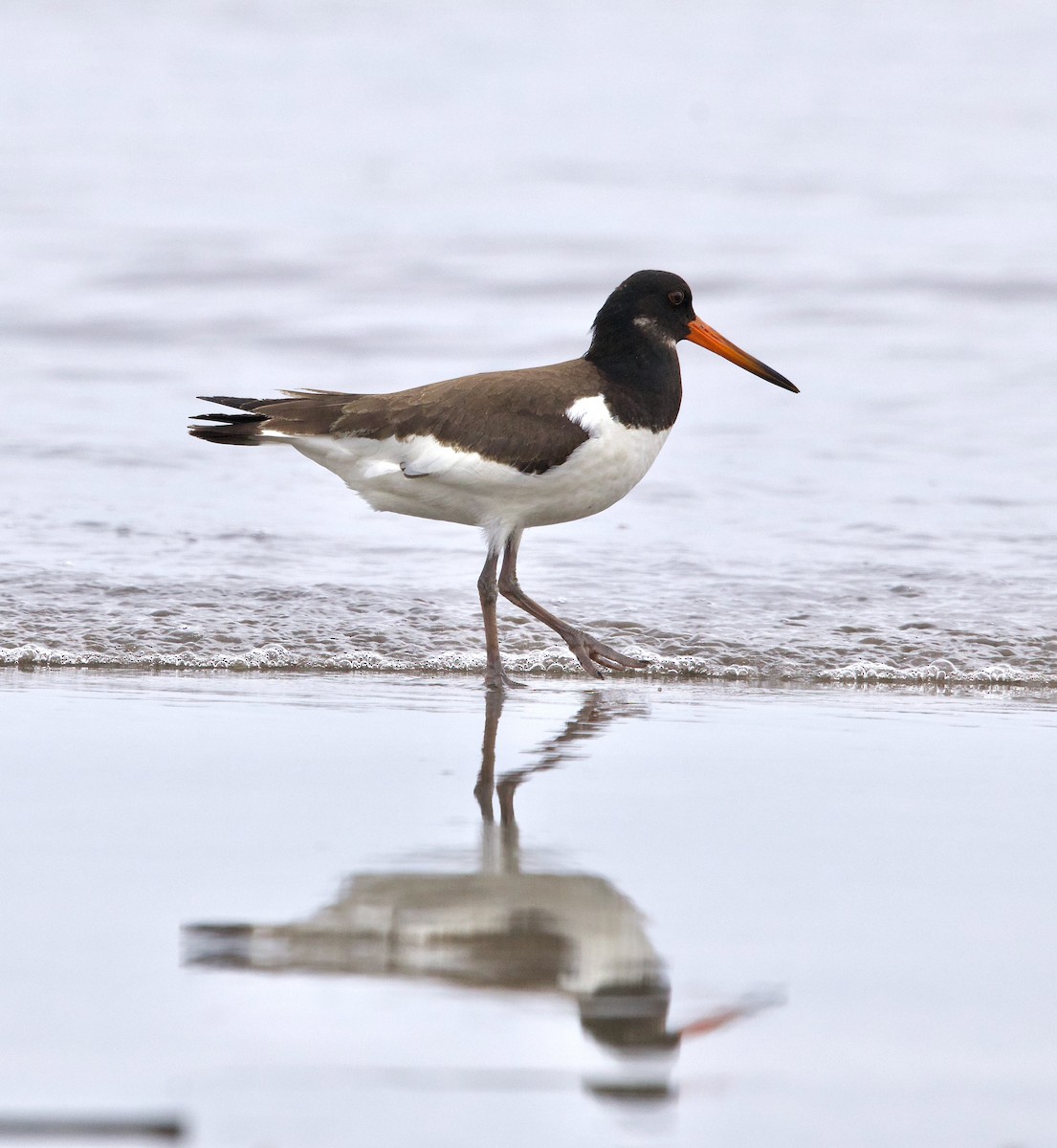 ústřičník velký - ML643353620