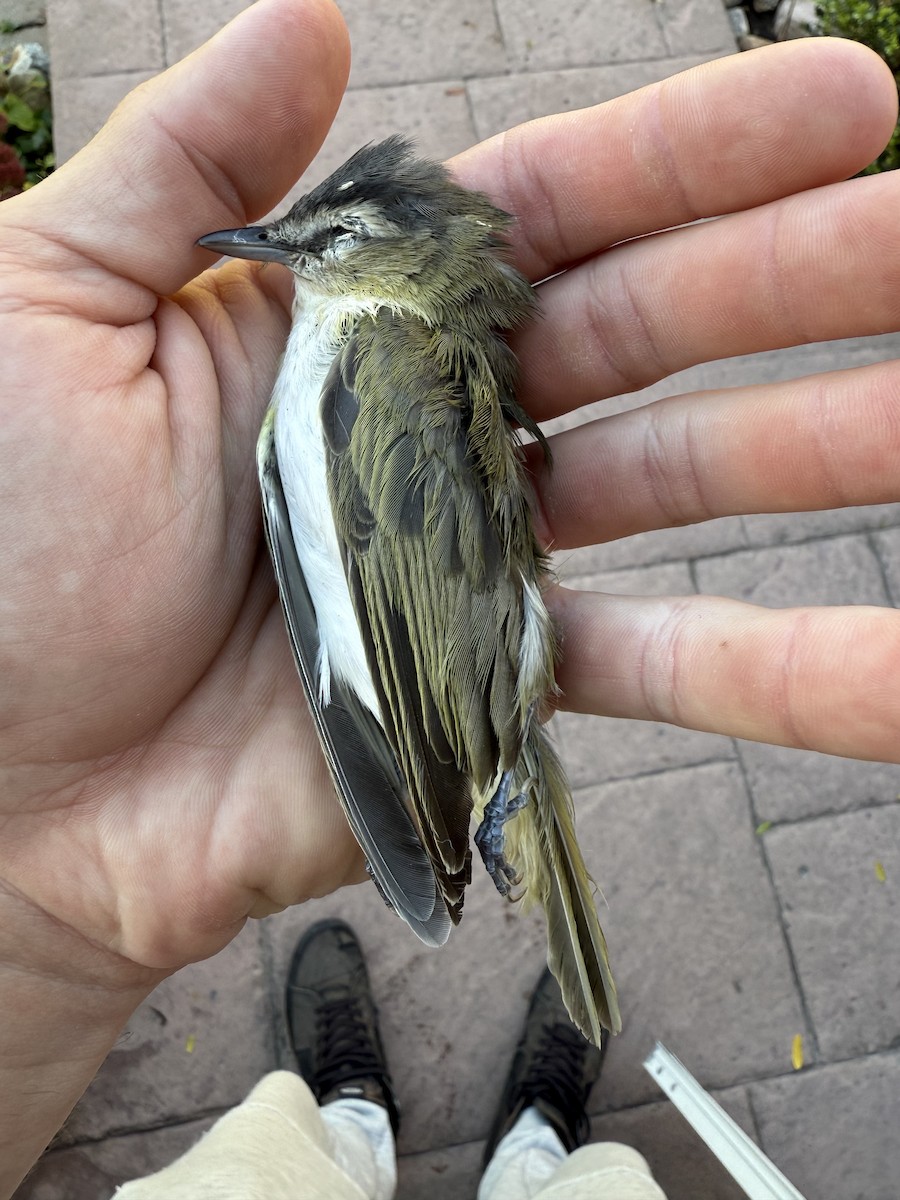 Red-eyed Vireo - ML643353644