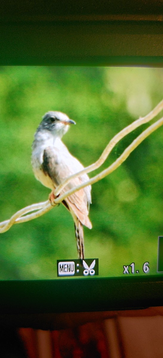 Cuco Pechigrís - ML643353661