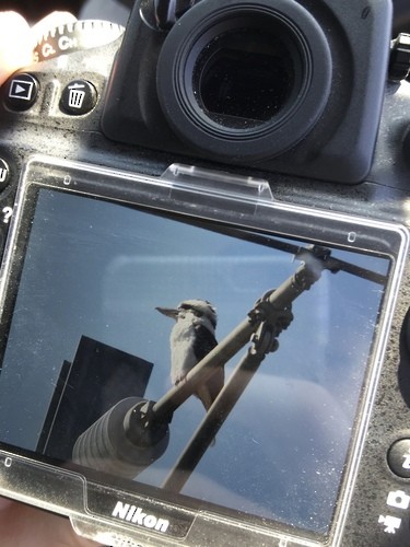 Laughing Kookaburra - ML643353662