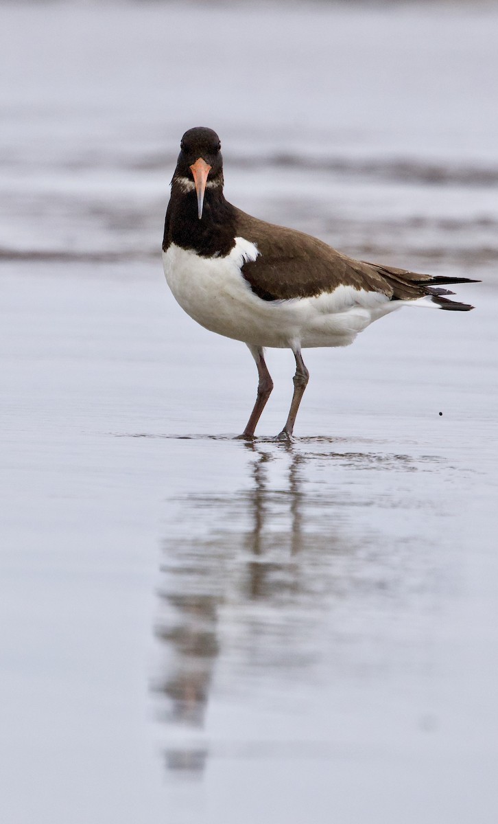 ústřičník velký - ML643353674