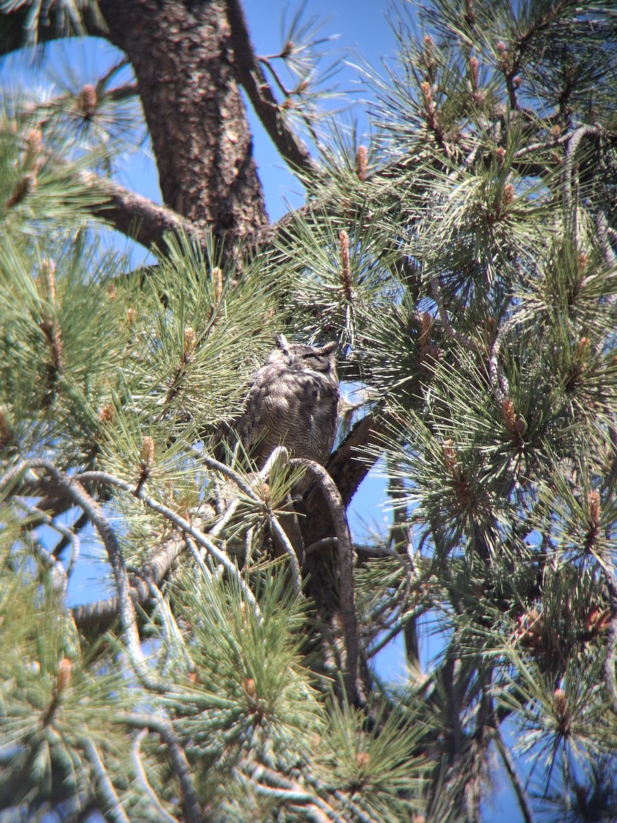 Lesser Horned Owl - ML643353689