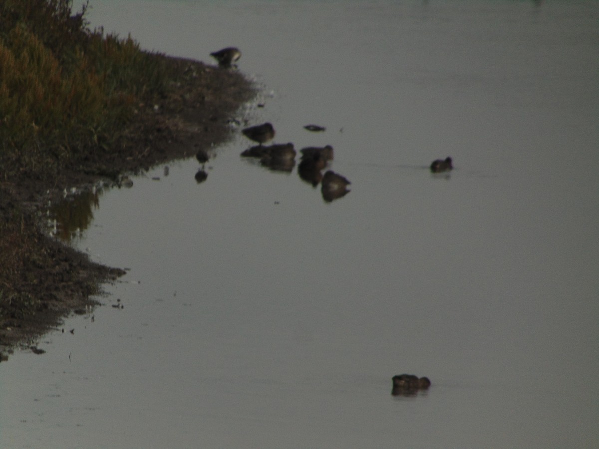 Bécassine des marais - ML643353693