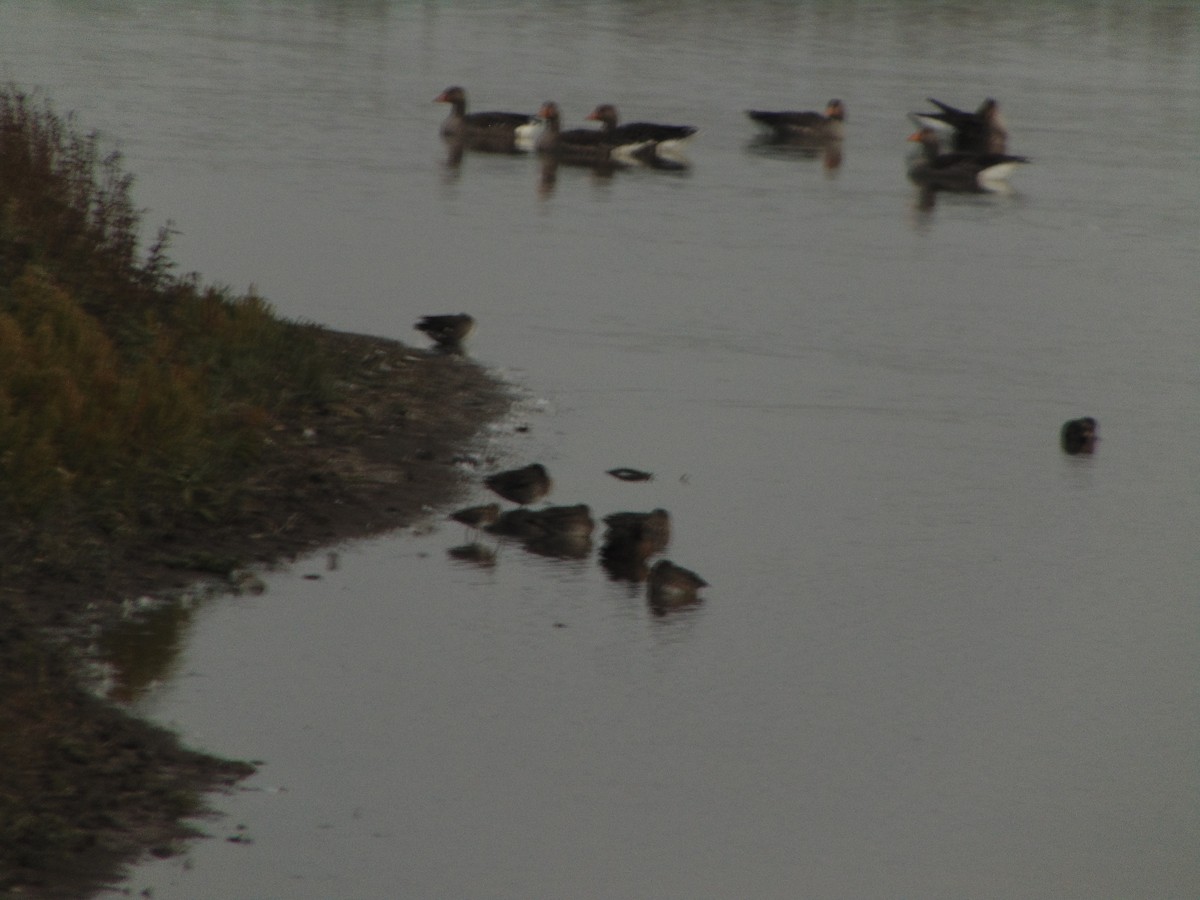 Bécassine des marais - ML643353694