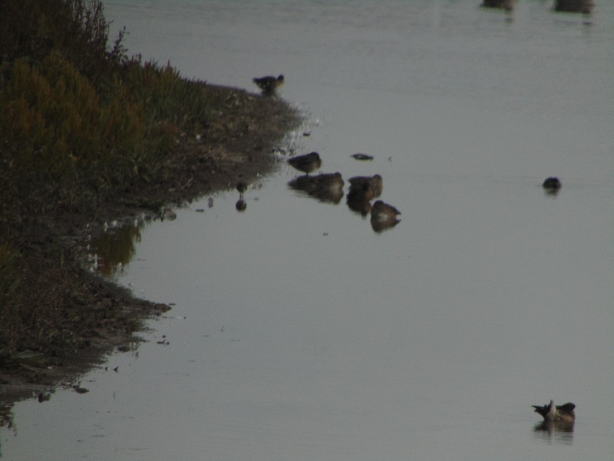 Bécassine des marais - ML643353695