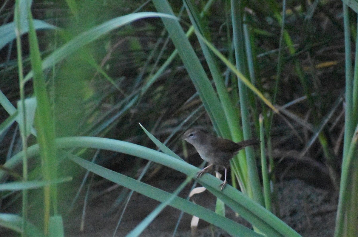 Cetti's Warbler - ML643353709