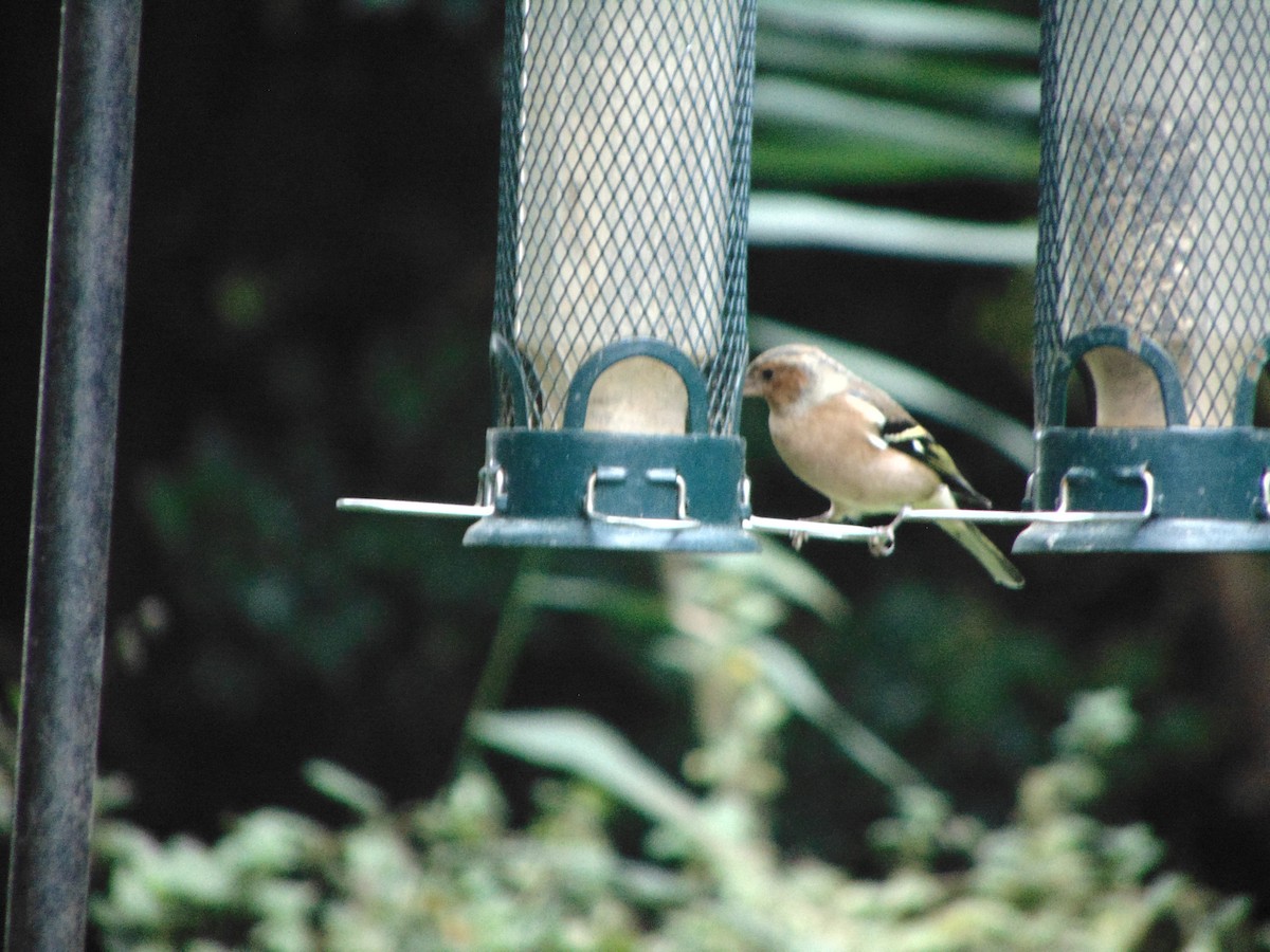 Pinson des arbres - ML643353710