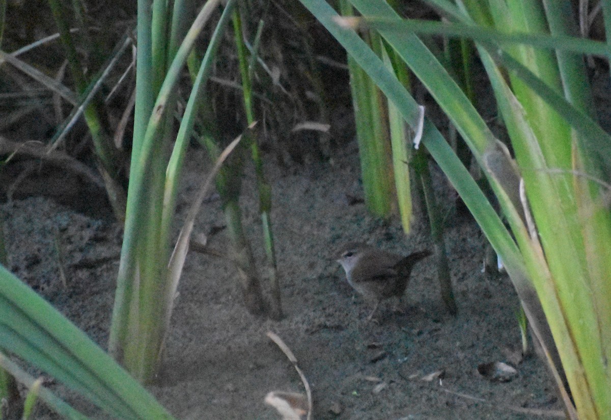 Cetti's Warbler - ML643353712