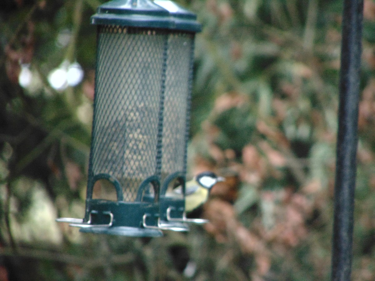 Mésange charbonnière - ML643353720