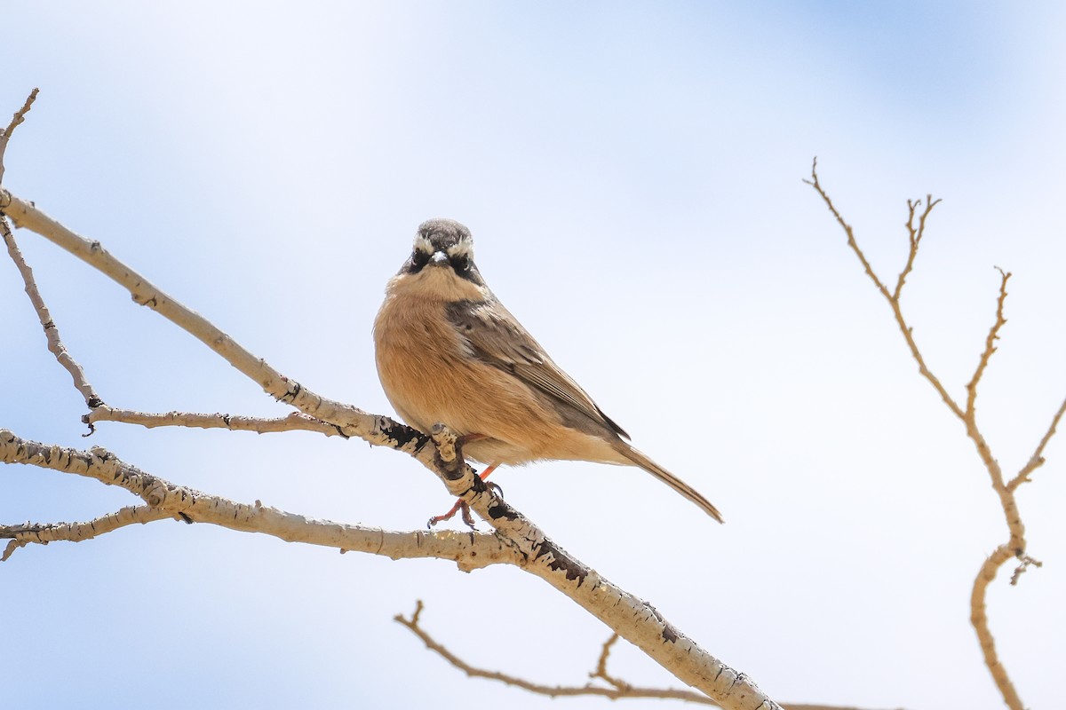 pěvuška hnědavá - ML643353735