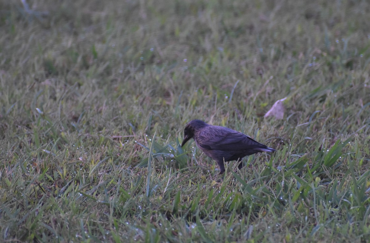 Spotless Starling - ML643353741