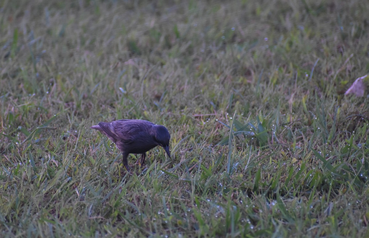 Spotless Starling - ML643353745